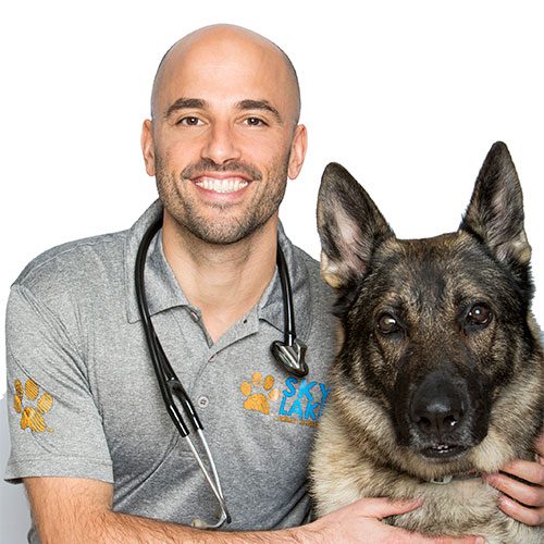 smiling male veterinarian holding a German Shepherd