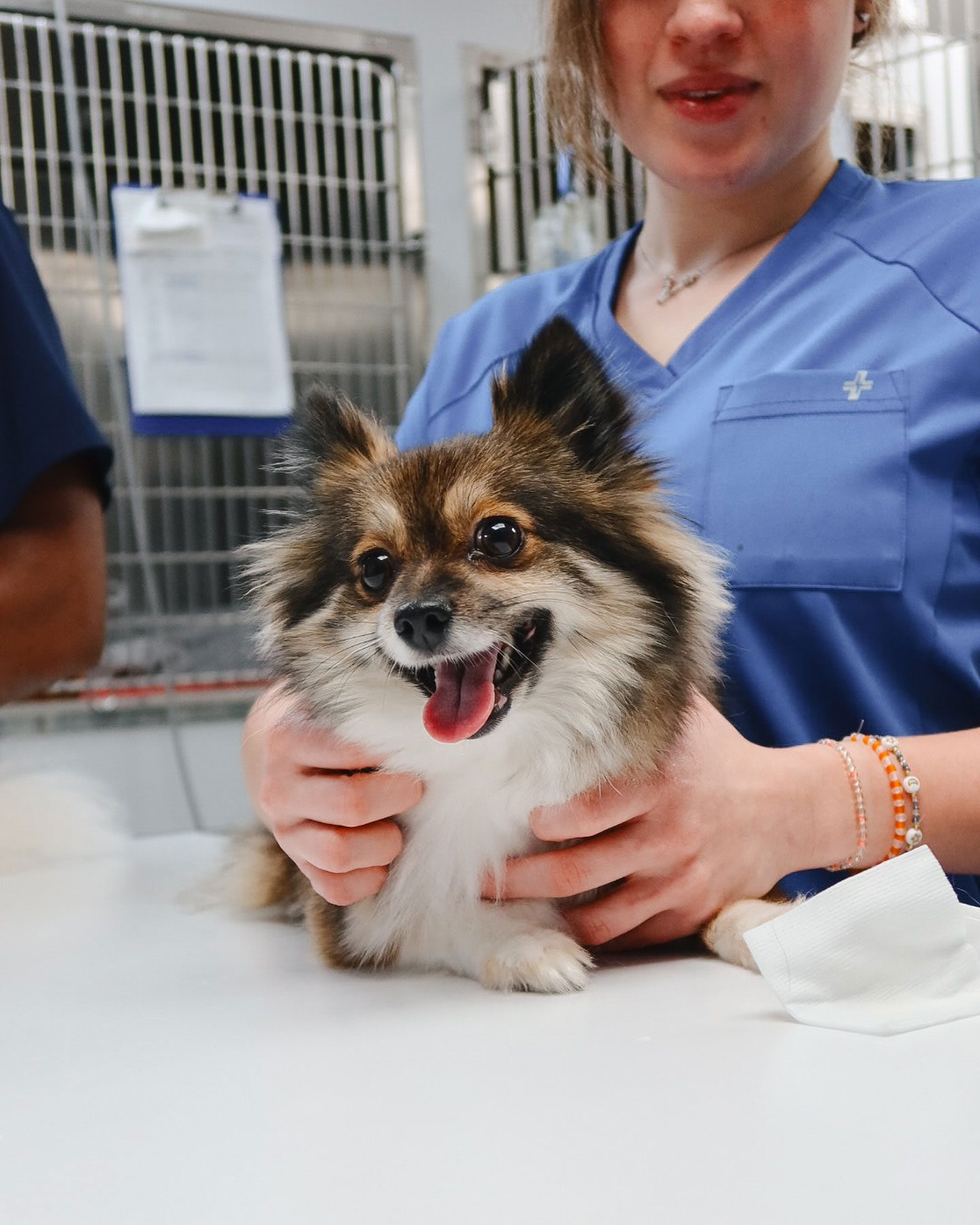cute small dog laying on veterinary exam table