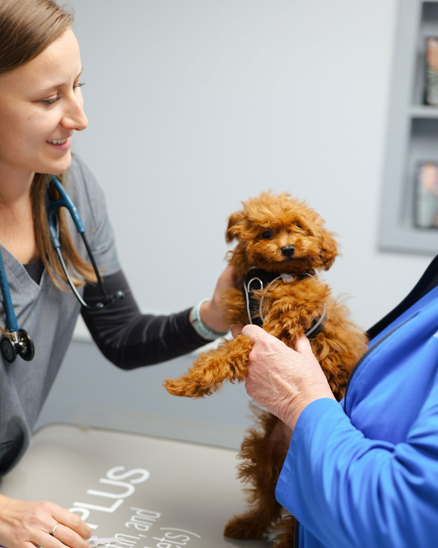 brown toy poodle at veterinary exam