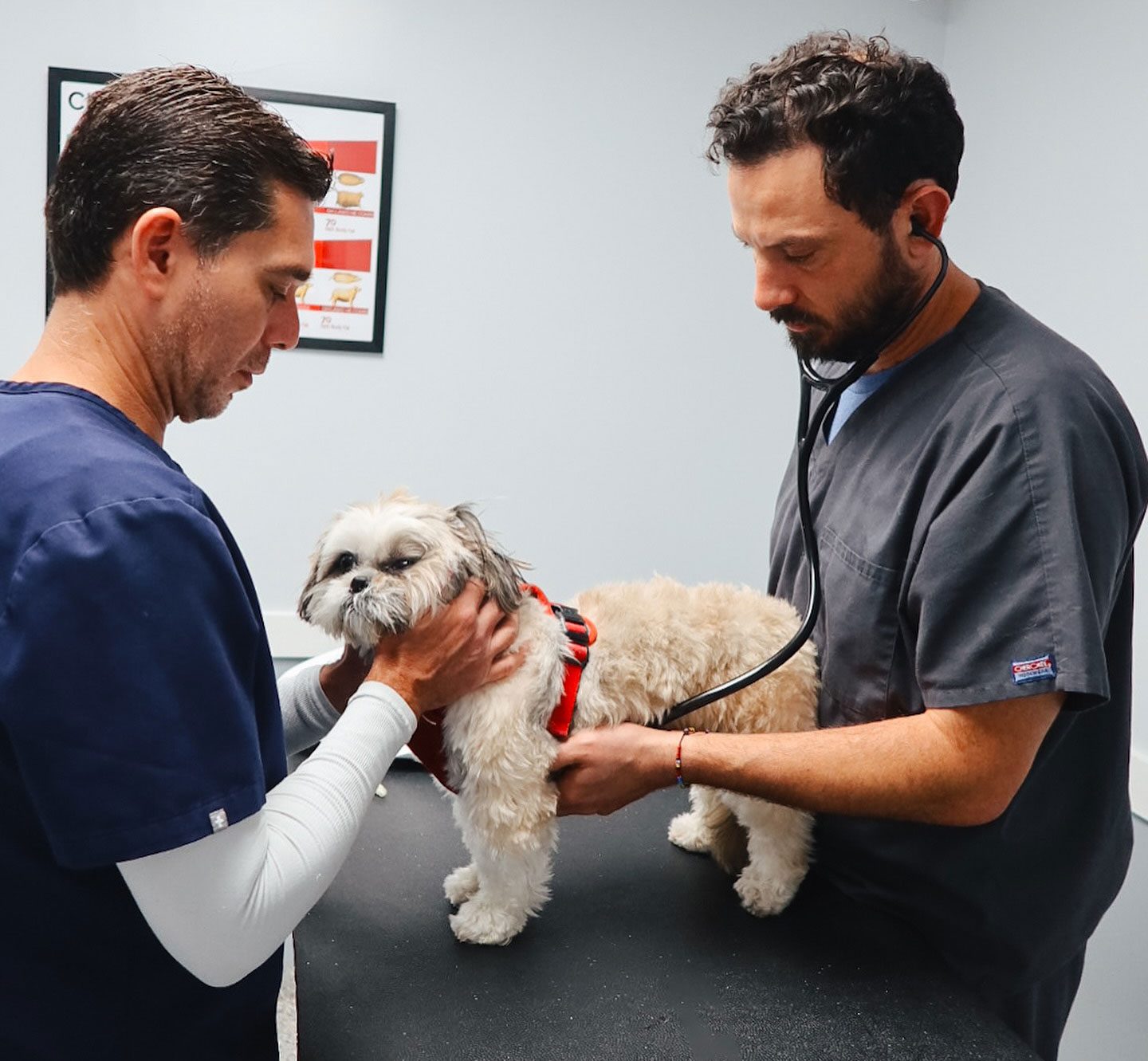 Two Male Vets Examining Small Dog