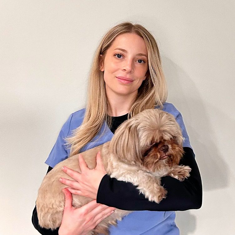 Female Veterinarian wearing a blue scrub top holding a Shih-tzu
