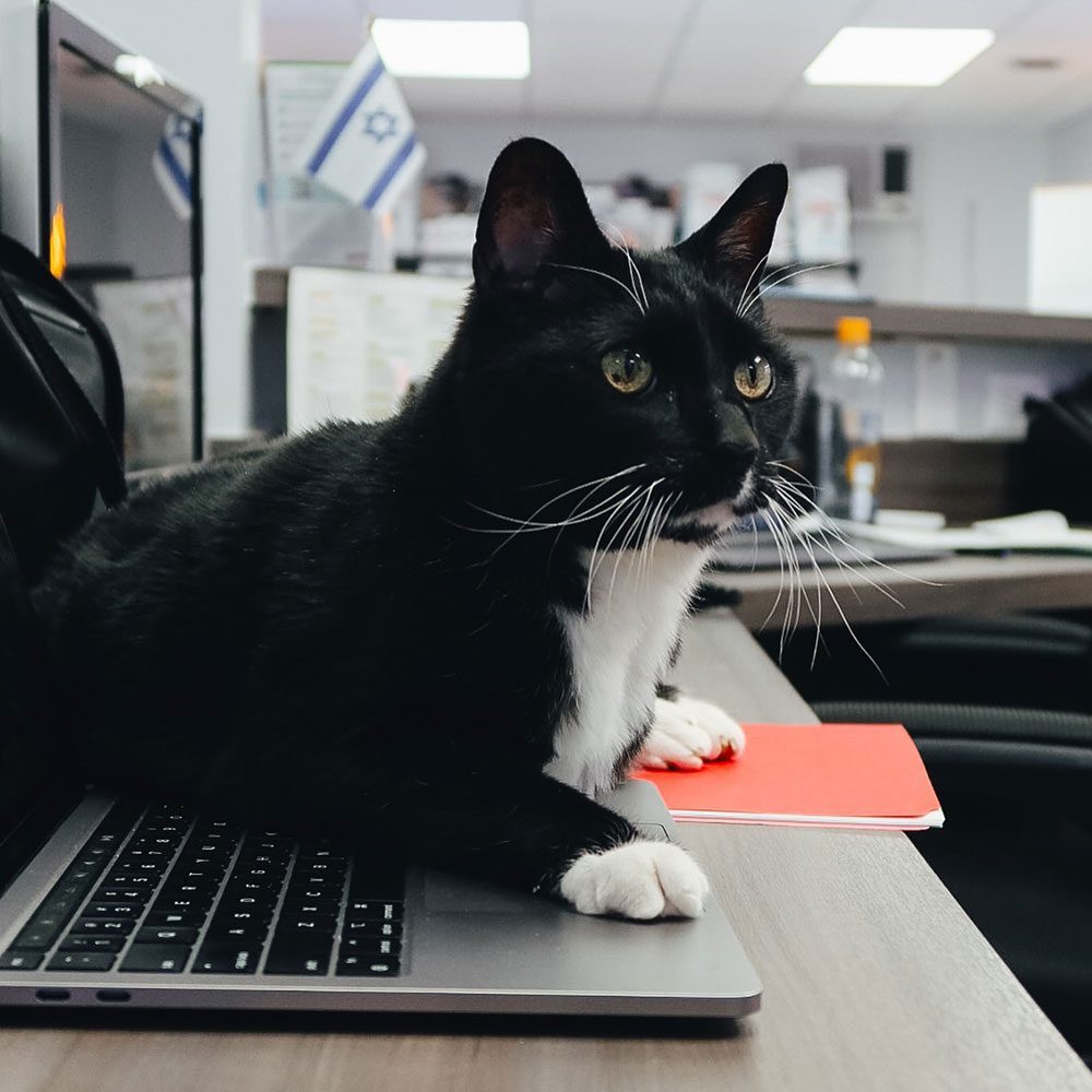 tuxedo cat with green eyes sitting on laptop in office