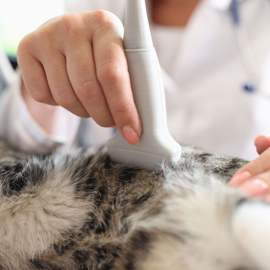 veterinarian performing ultrasound on cat