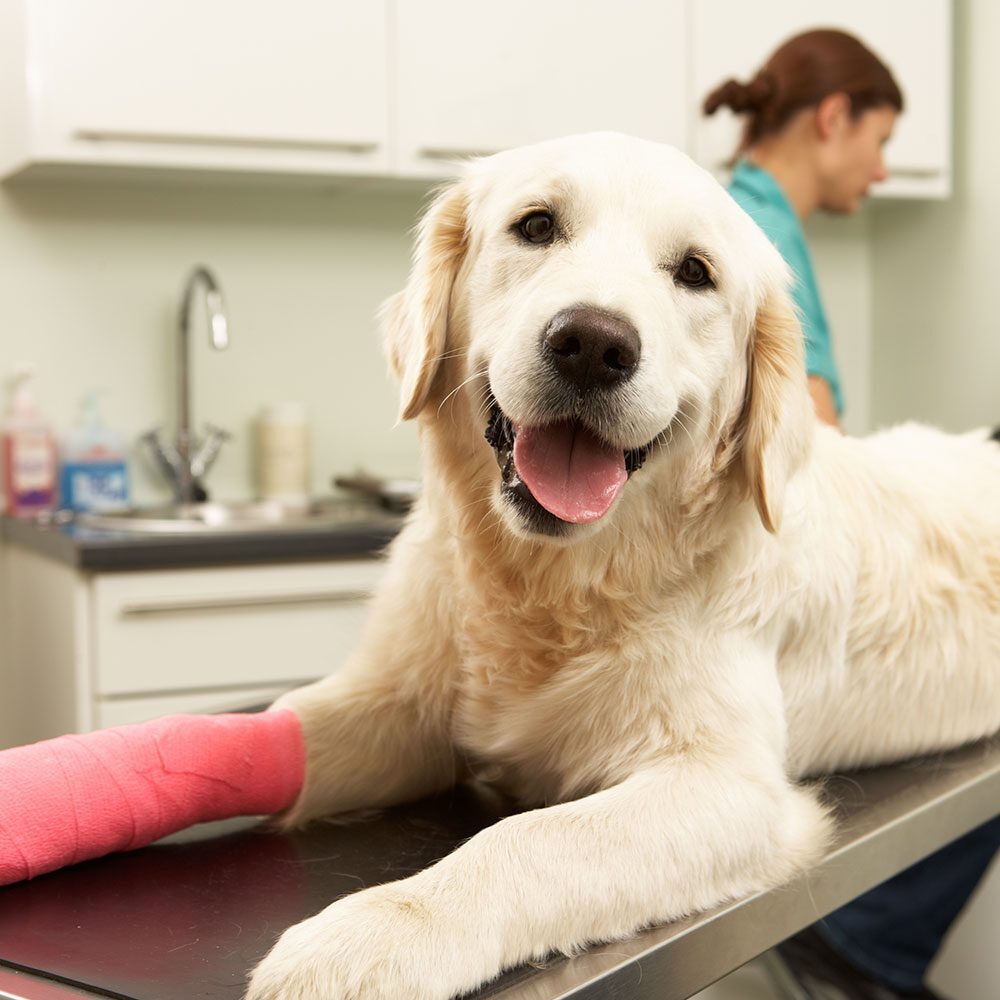 happy golden retriever lying on exam table wearing a pink cast on leg with doctor blurred in background