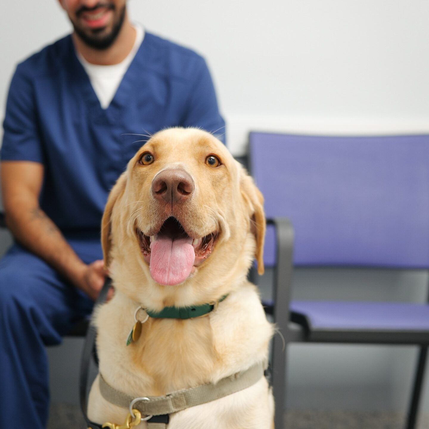 happy Labrador Retriever sitting next to veterinarian in the clinic