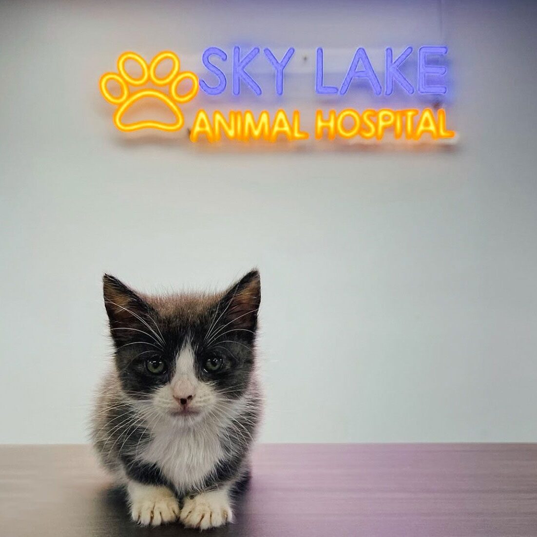 small black and white kitten perched on tabletop in veterinary clinic