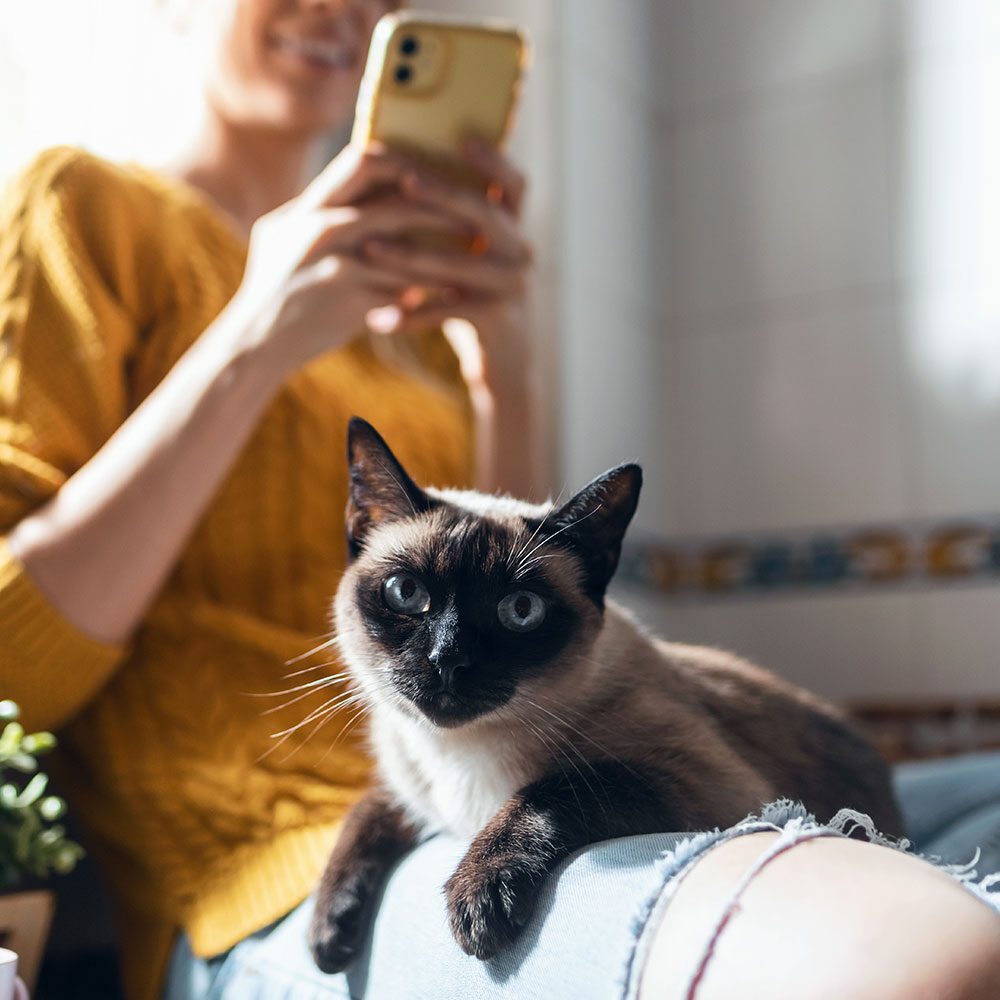 female using smart phone while siamese cat sits on her lap