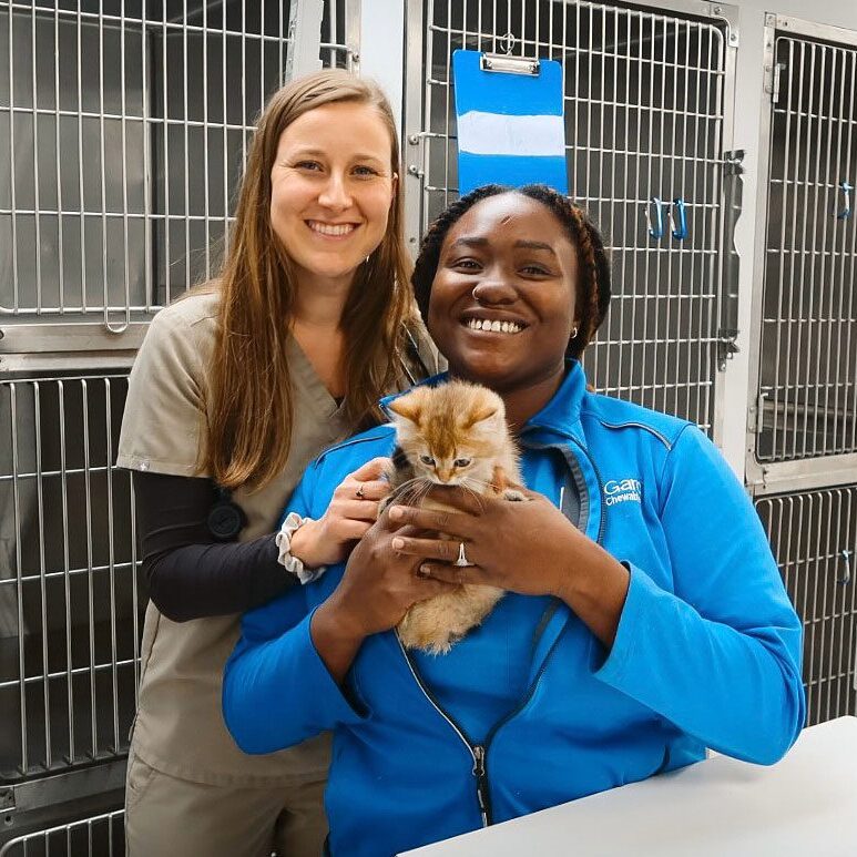 Two Female Vet Techs Holding Kitten