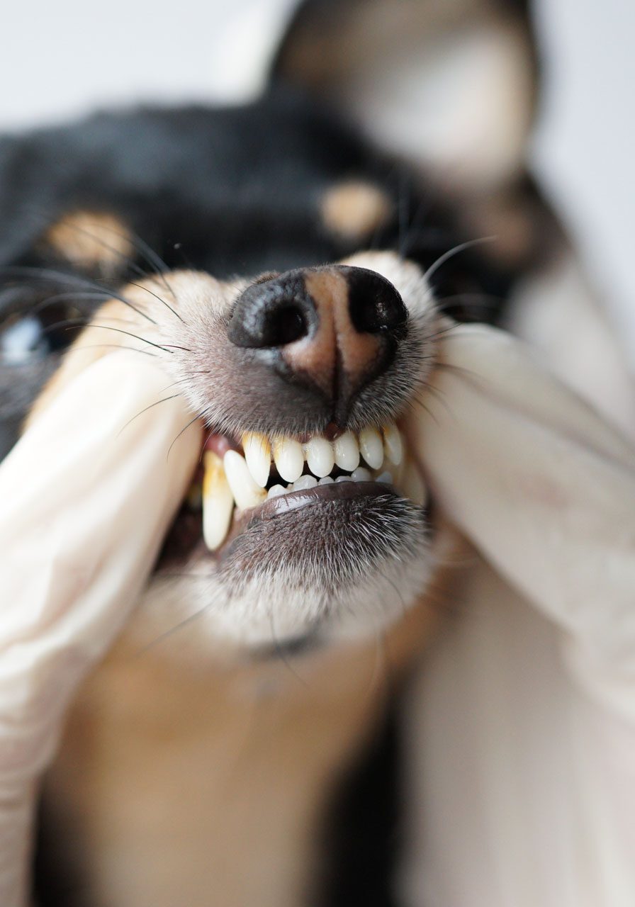 veterinarian prying dogs mouth open to look at its teeth