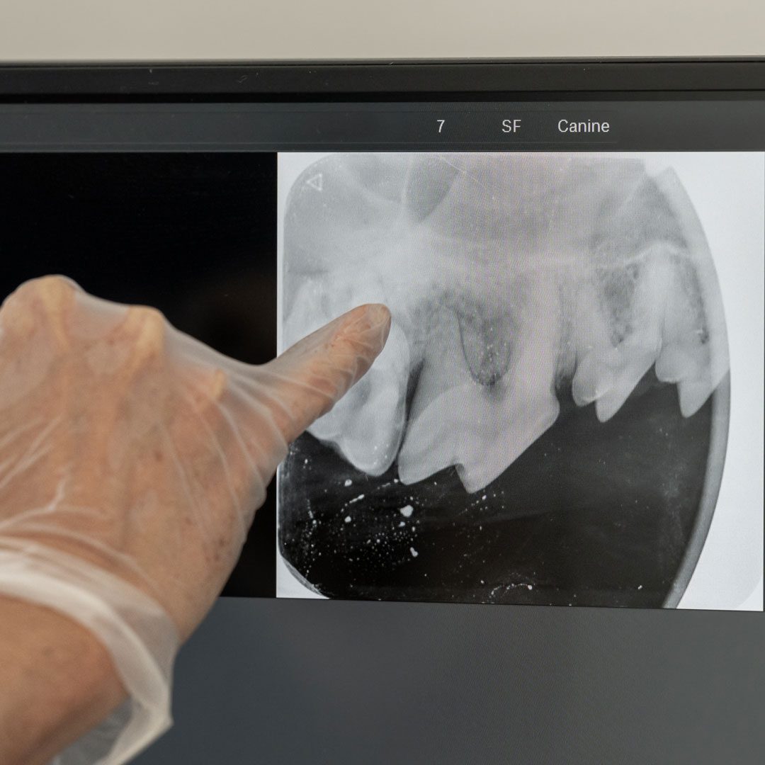 veterinarian wearing glove and pointing to dog's dental x-ray