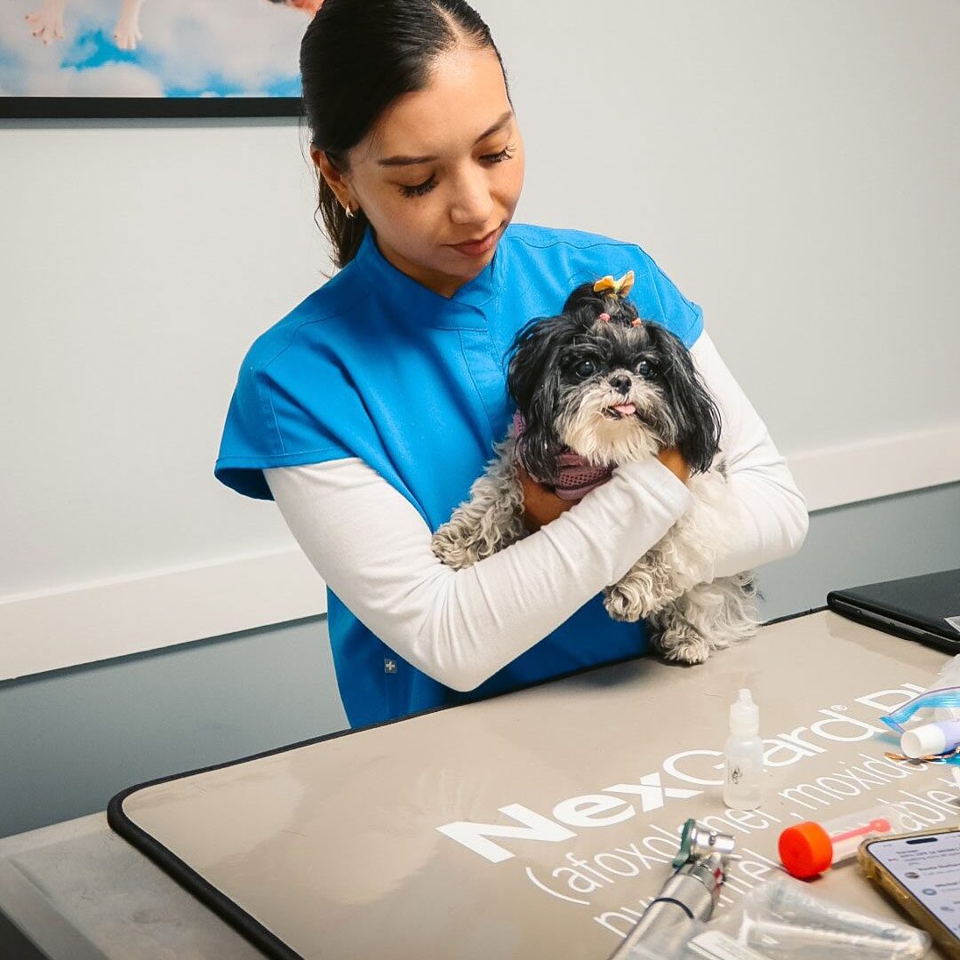 female veterinary technician holding small dog