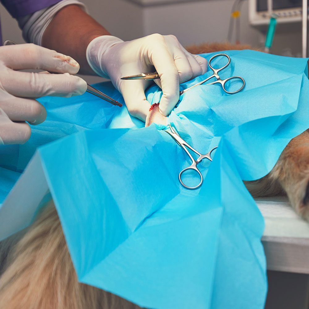 veterinarian wearing gloves and pinching dog's leg skin during soft tissue surgery